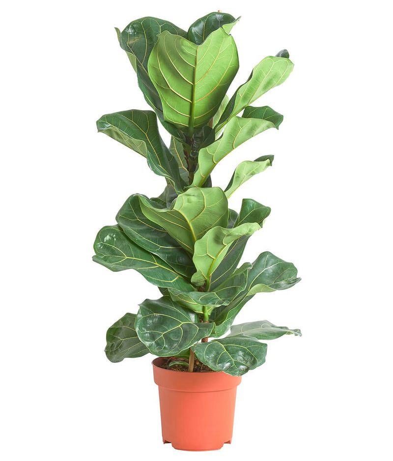 Ficus Lyrata