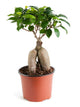 Ficus Grafted Small