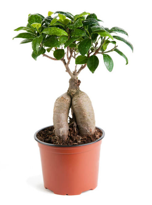 Ficus Grafted Small