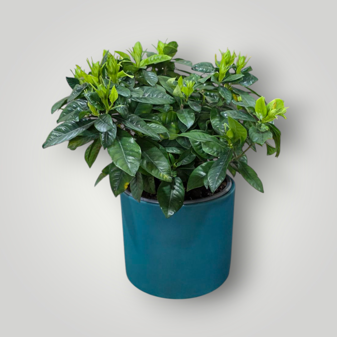 Gardenia