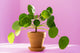 Pilea Peperomioides