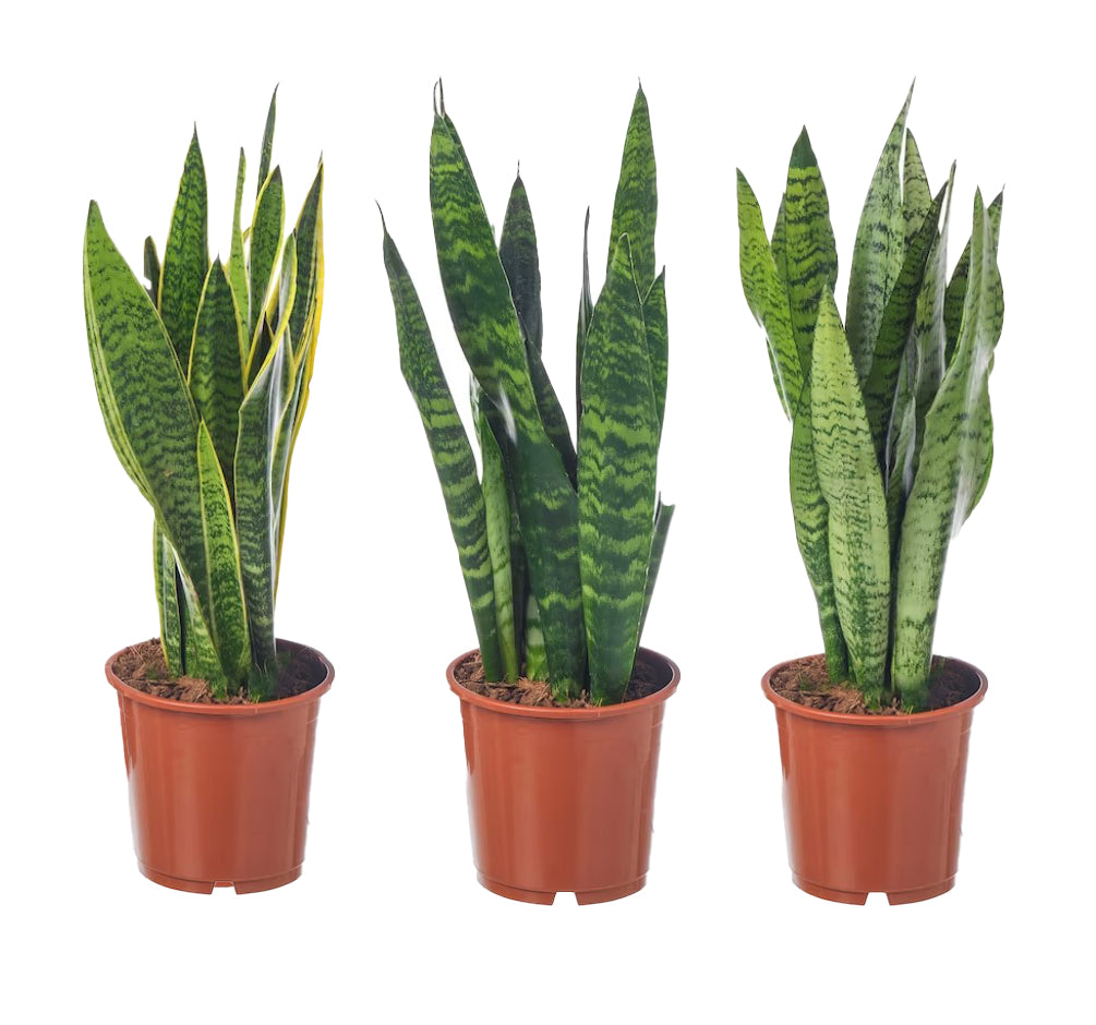 Sansevieria