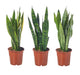Sansevieria