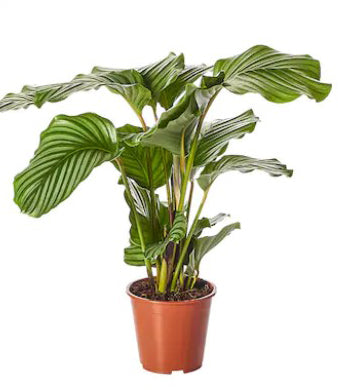Calathea Majestica
