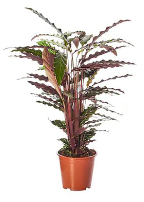 Calathea Rufibabra