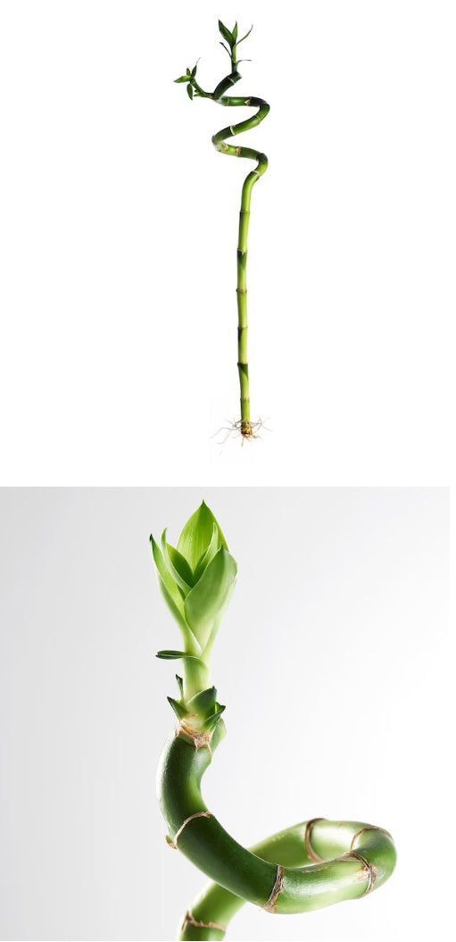 Lucky Bamboo