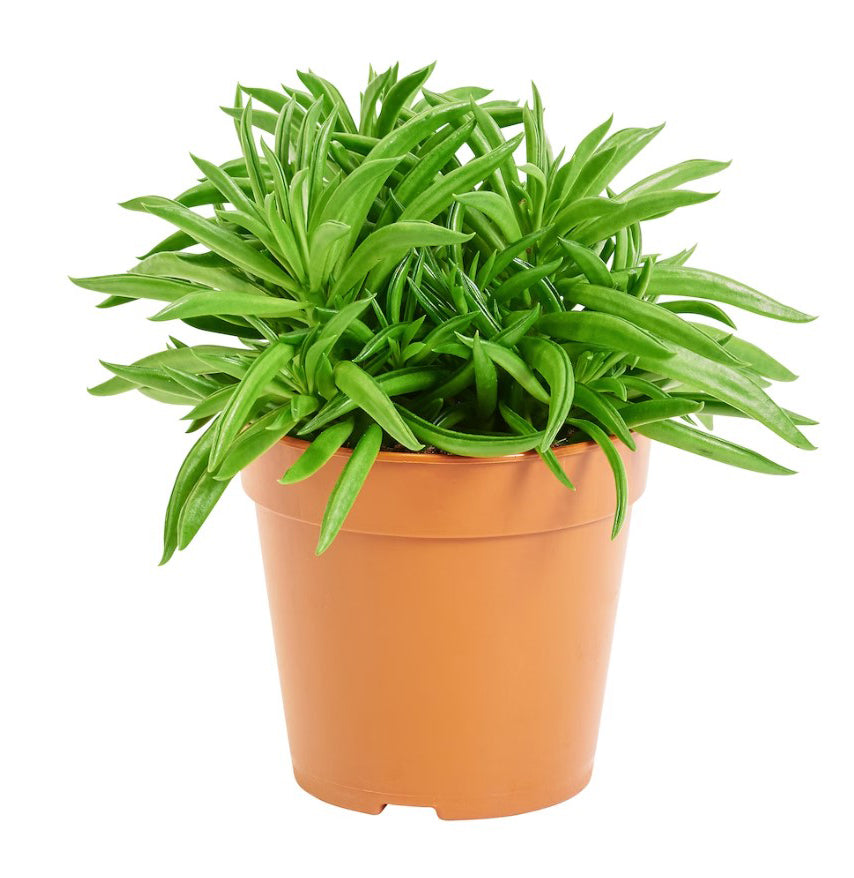 Peperomia