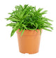 Peperomia