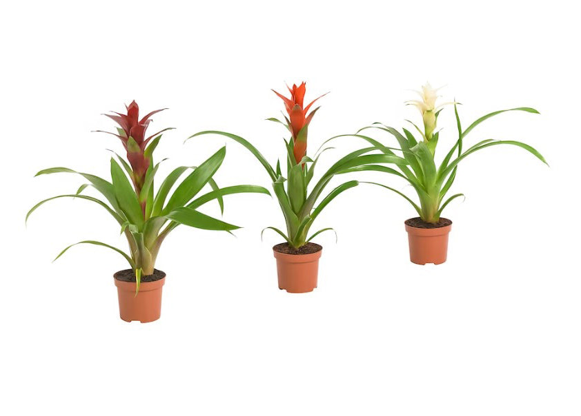 Guzmania