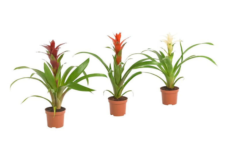 Guzmania