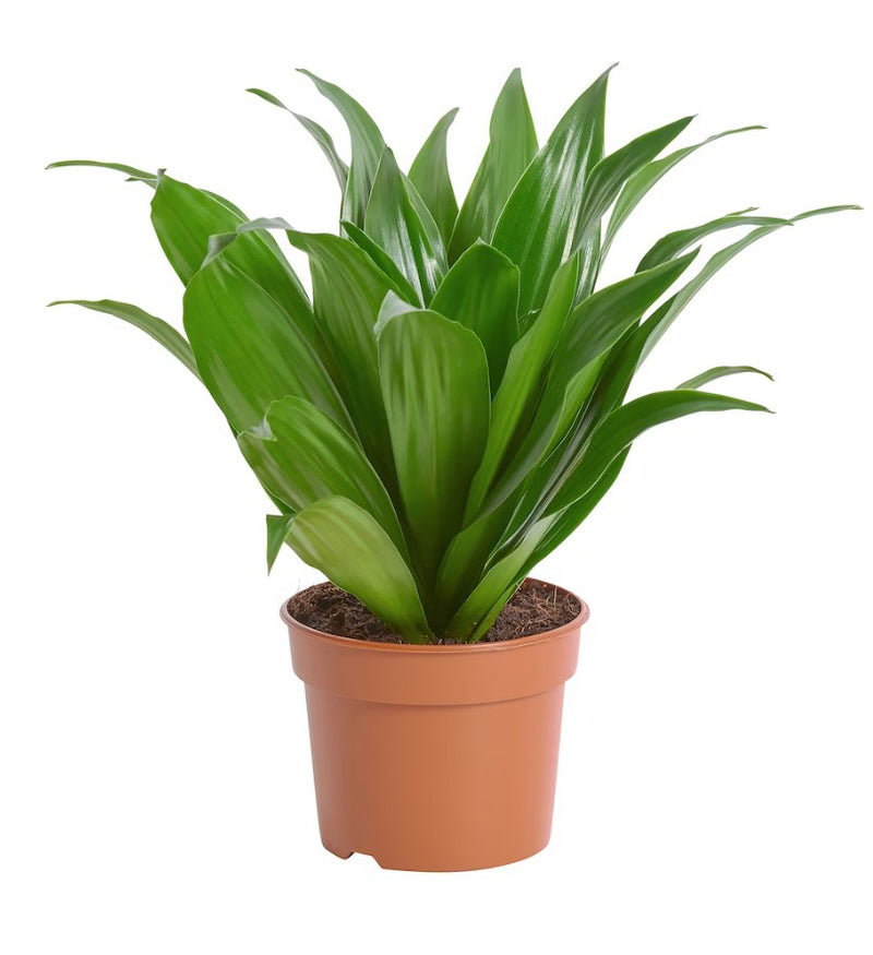 Dracaena - Janet Greg