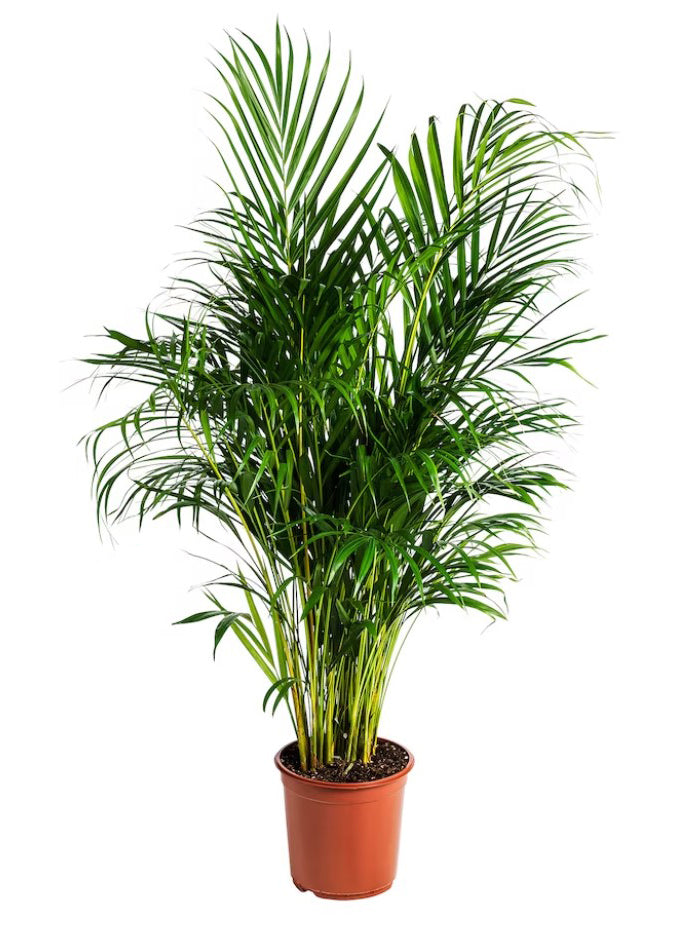 Areca Palm