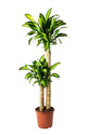 Dracaena - Corn Plant
