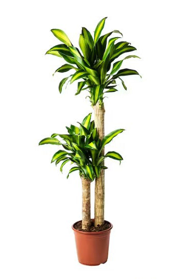 Dracaena - Corn Plant
