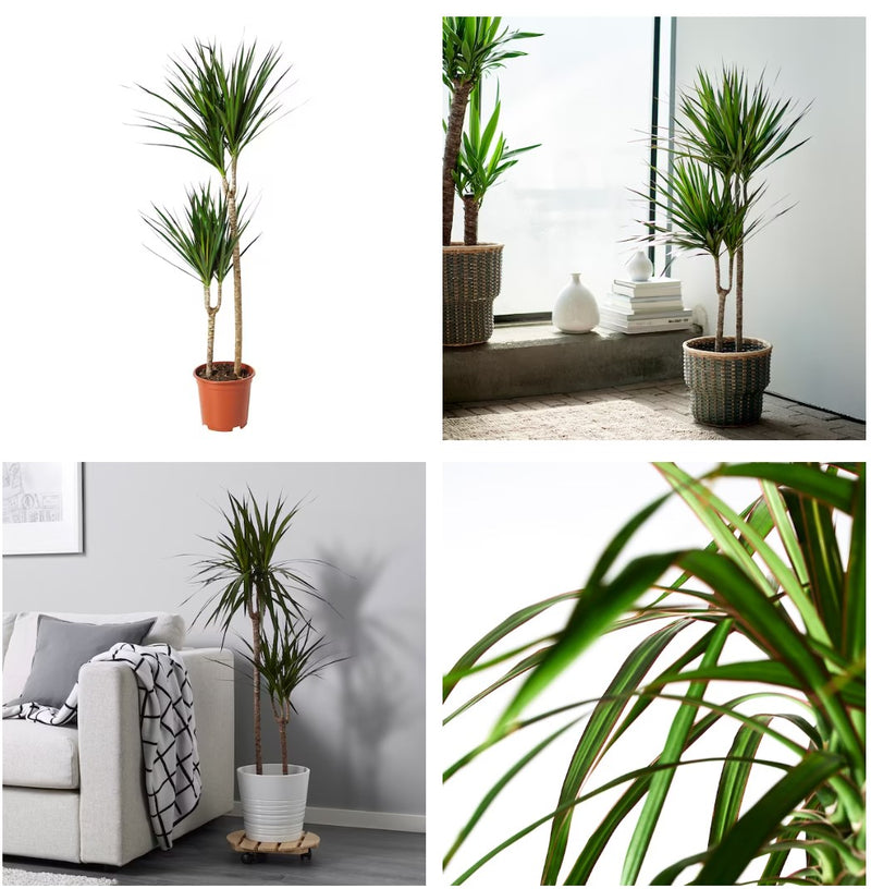 Dracaena With planter