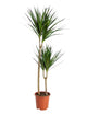 Dracaena Naked