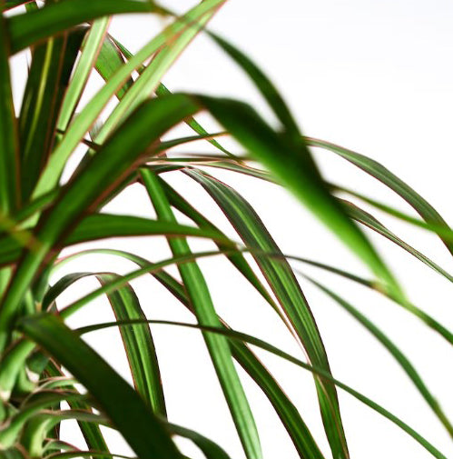Dracaena Naked