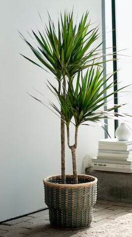 Dracaena With planter