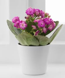 Kalanchoe