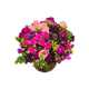 Elder +