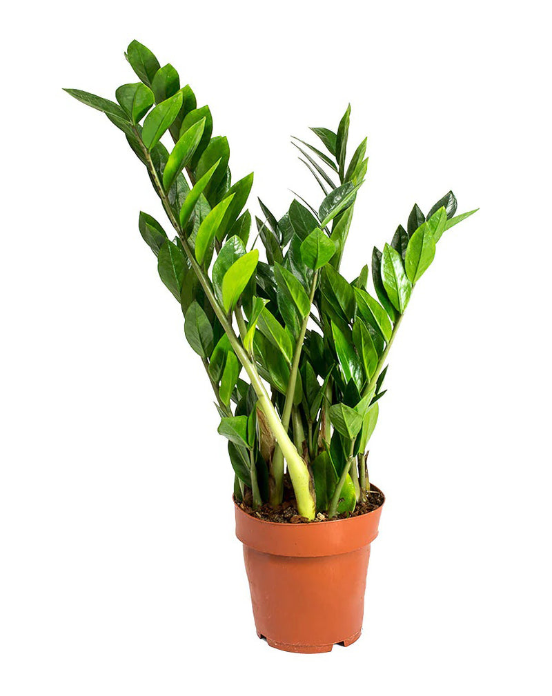 Zamia