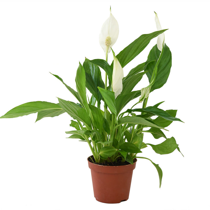 Spathiphyllum