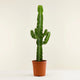 Cactus Euphorbia
