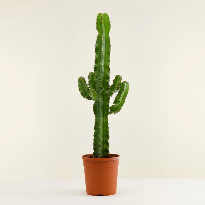 Cactus Euphorbia