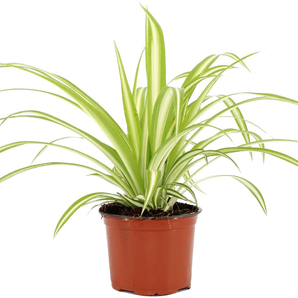 Chlorophytum Comosum