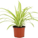 Chlorophytum Comosum