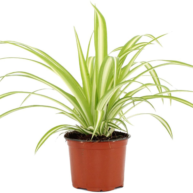 Chlorophytum Comosum