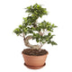 Ficus Bonsai S Shape