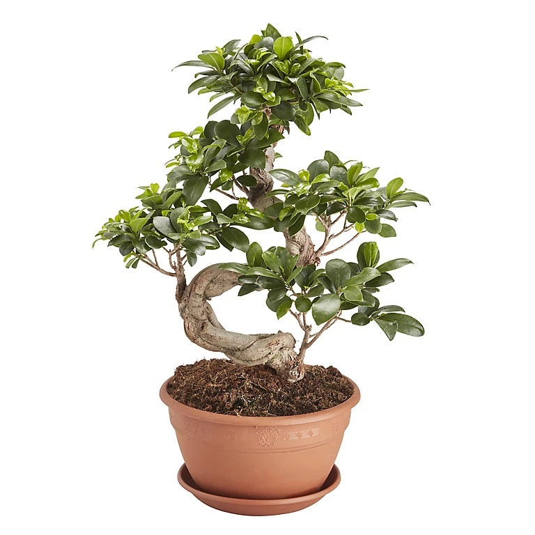 Ficus Bonsai S Shape