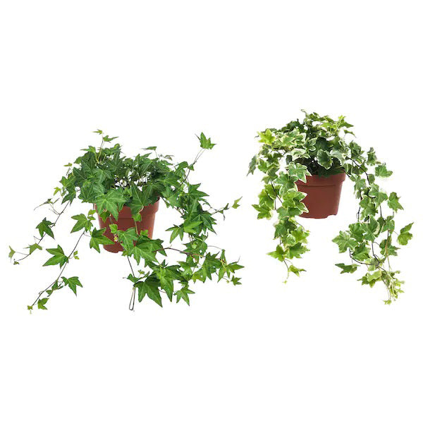 Hedera