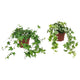 Hedera