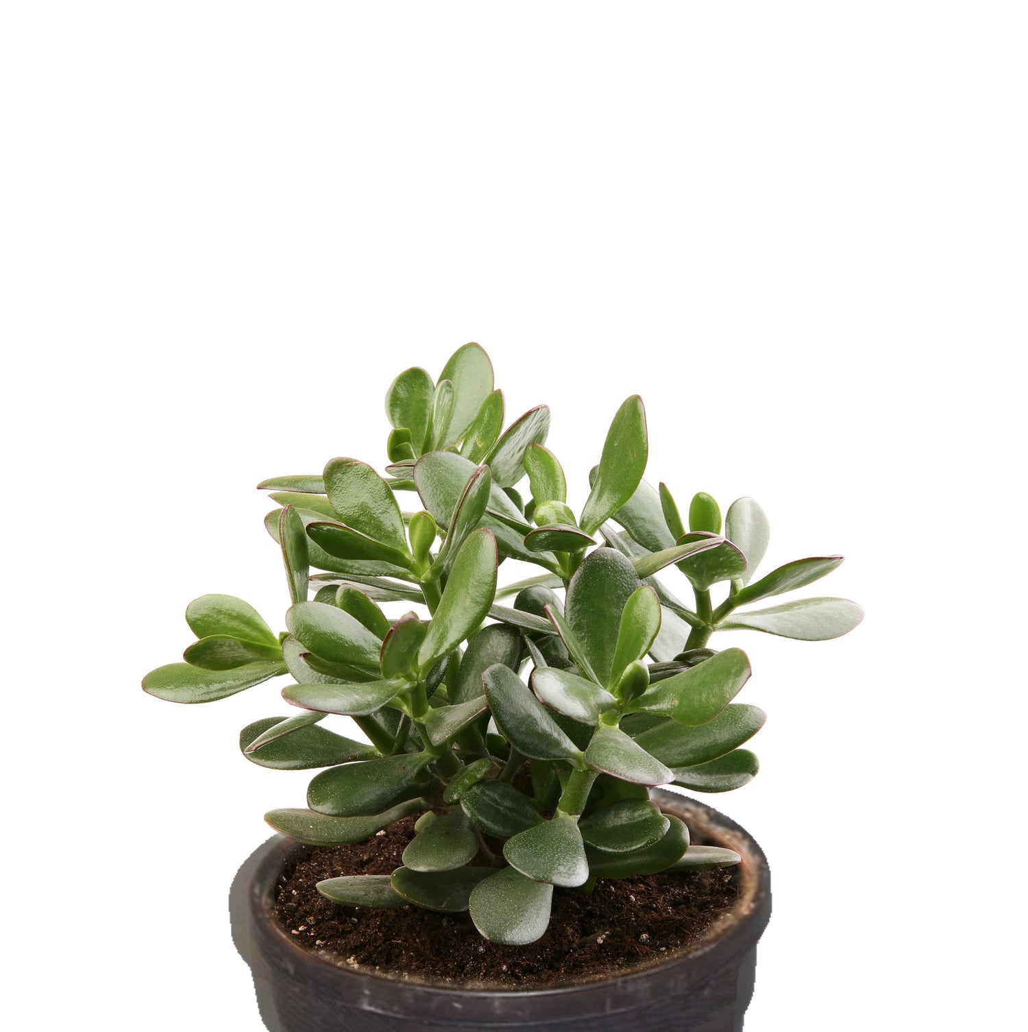 Jade Plant
