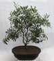Olive Bonsai 1