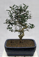 Olive Bonsai 2