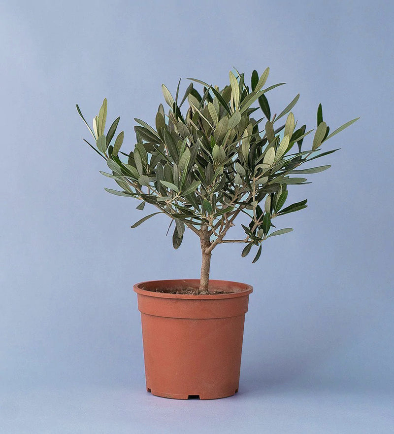 Olive Tree Small