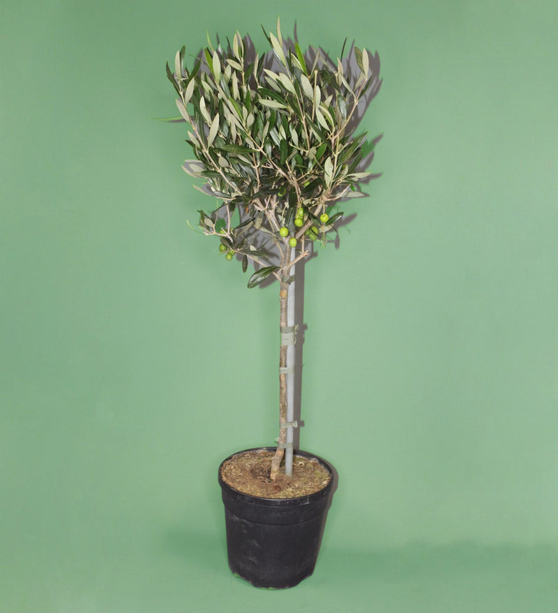 Potted Olive Tree M