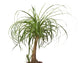 Beaucarnea