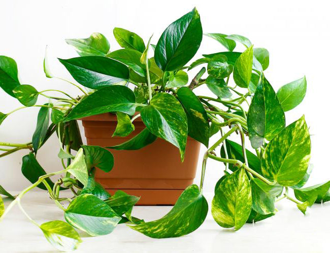 Devil's Ivy