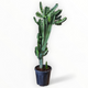 Euphorbia trigona