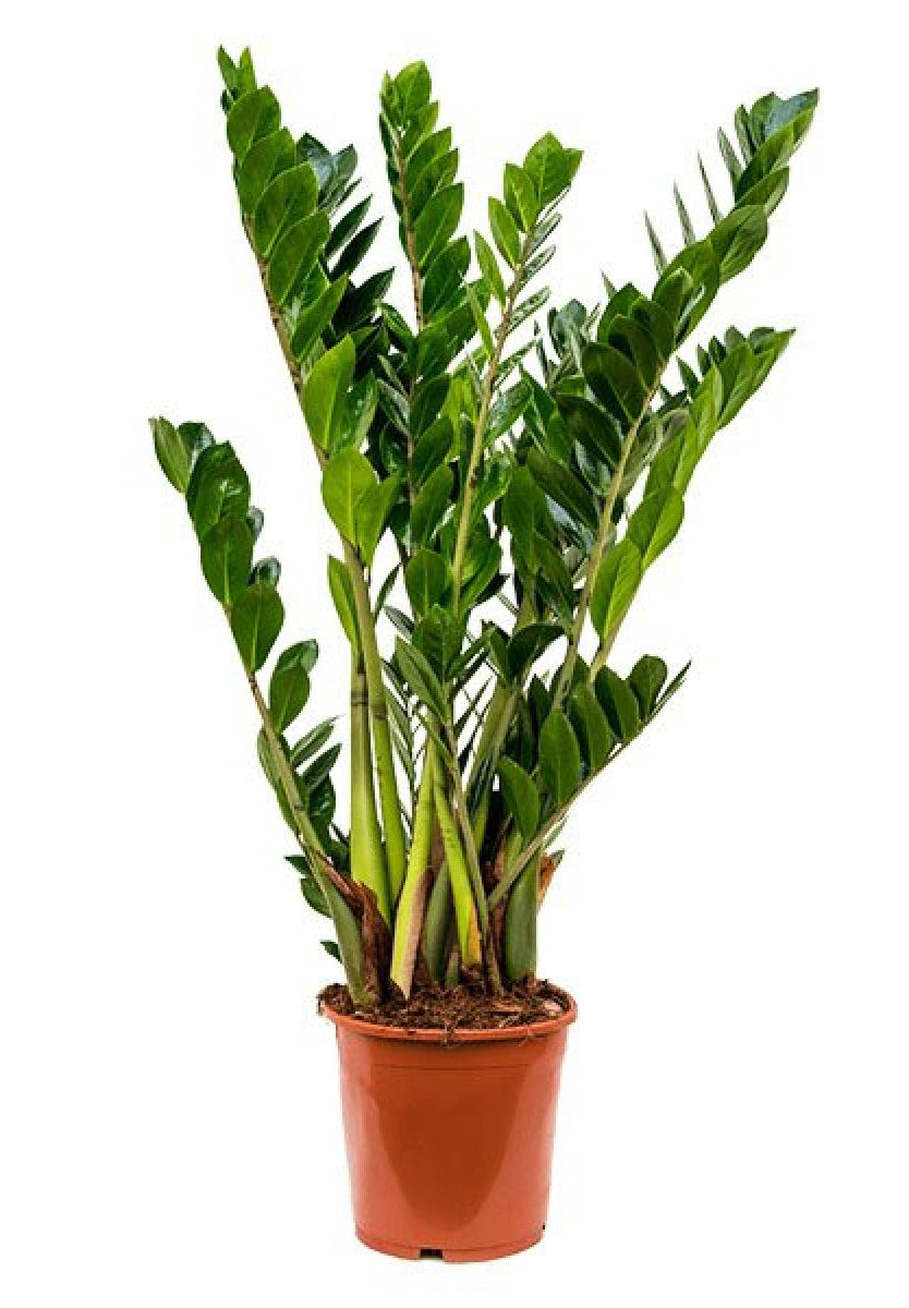 Zamia